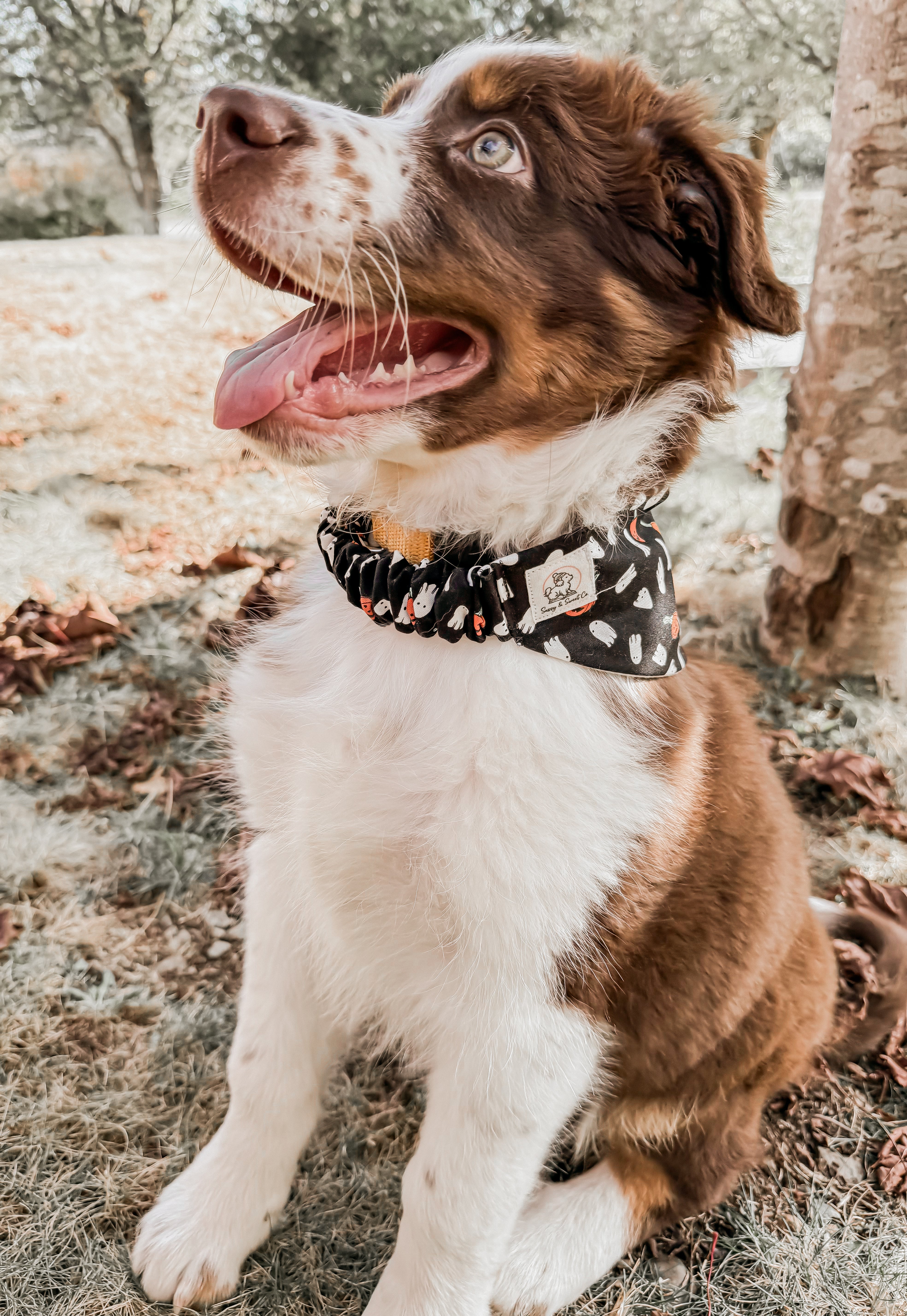 Monster Mash Pet Bandana🐶✨🐱